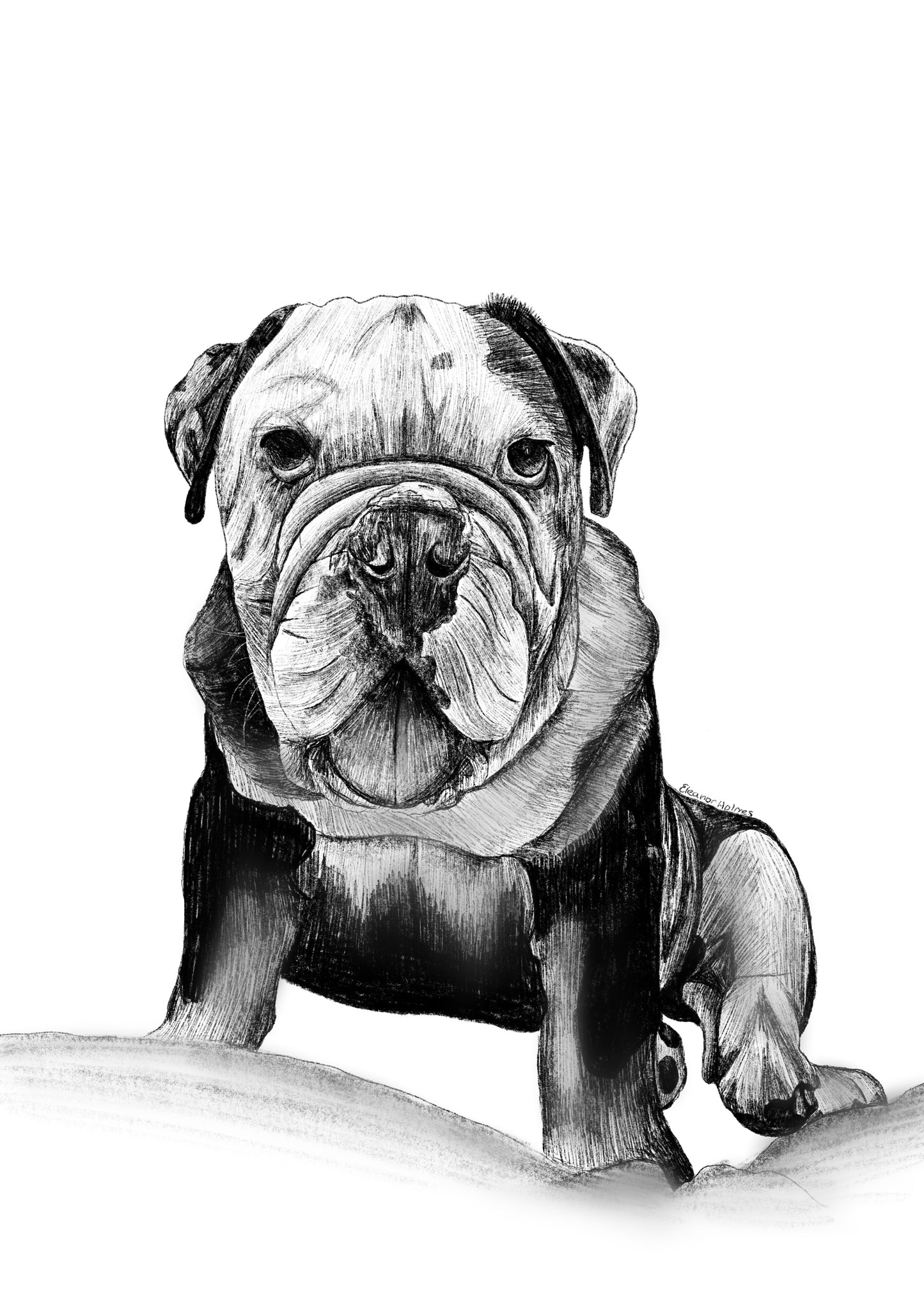 Realism pet portrait