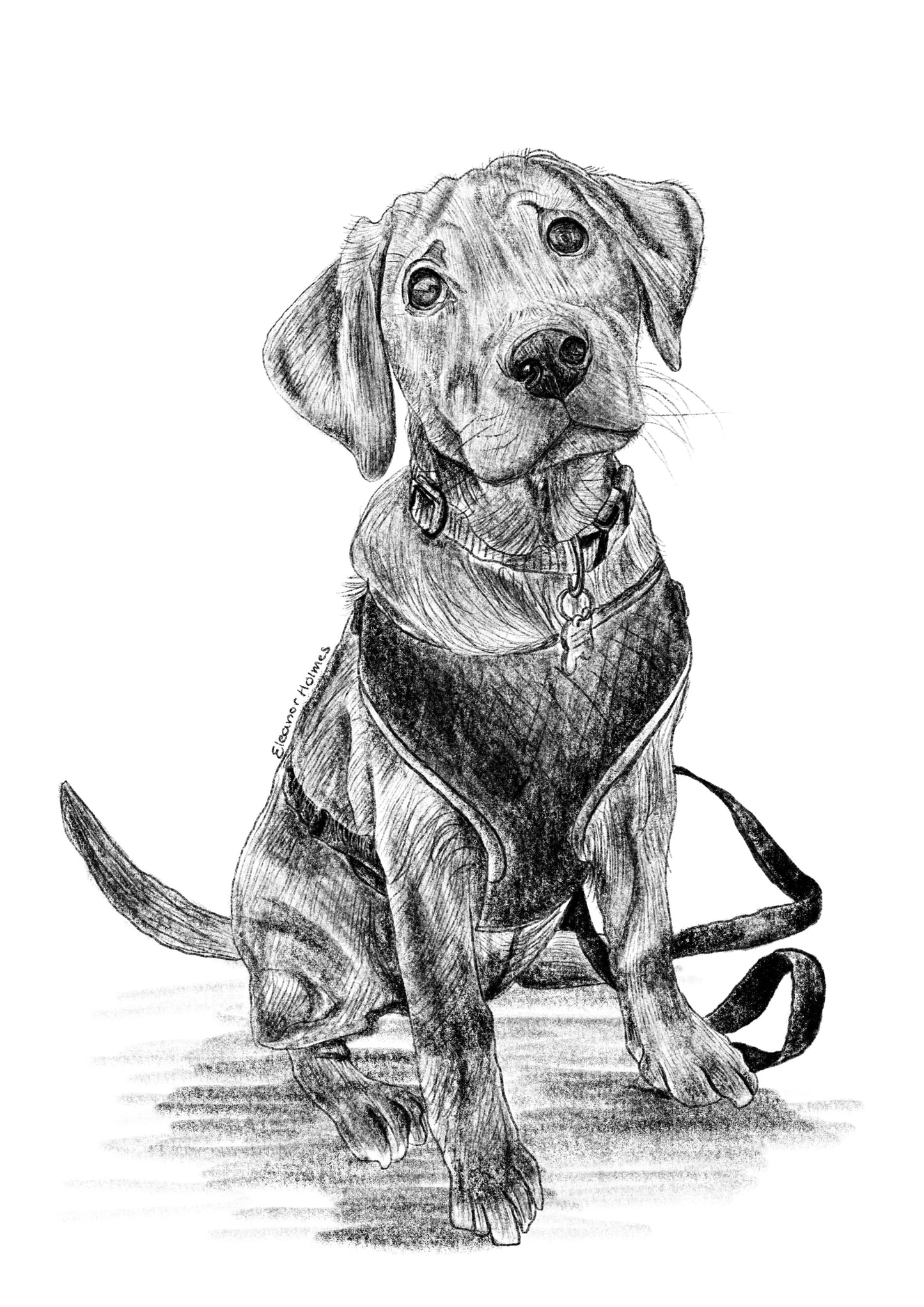 Realism pet portrait